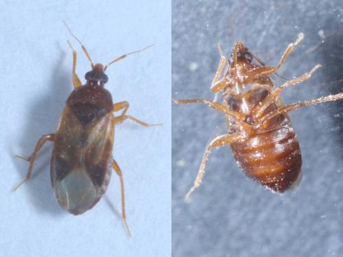 Lyctocoris campestris